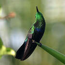Colibri falle-vert