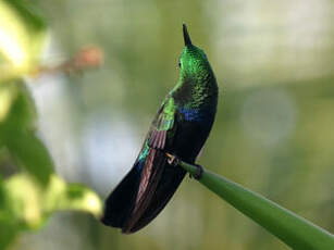 Colibri falle-vert