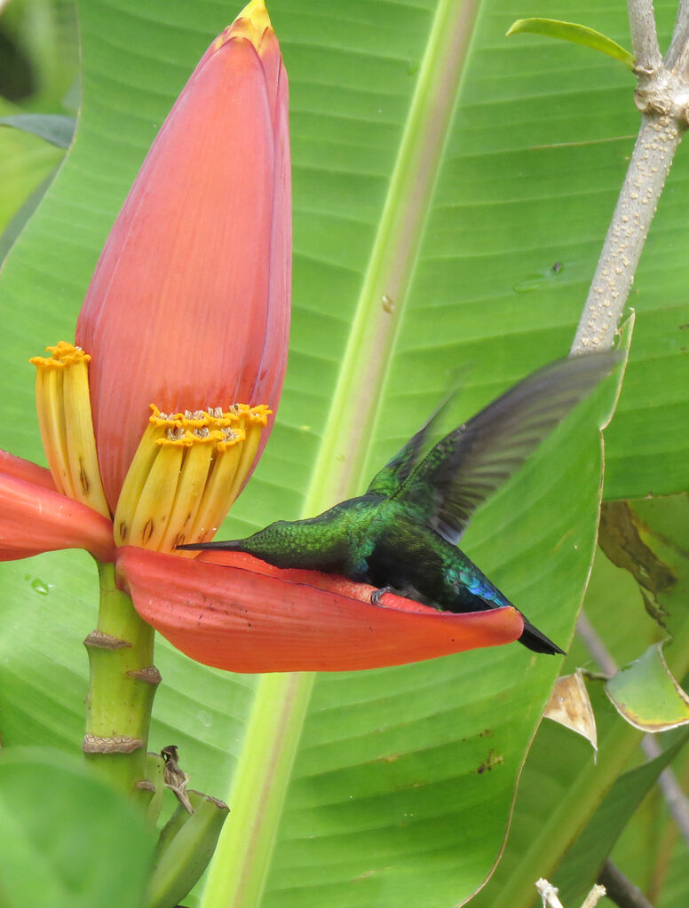 Green-throated Carib