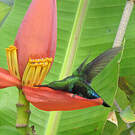 Colibri falle-vert
