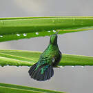 Colibri falle-vert