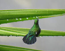 Green-throated Carib