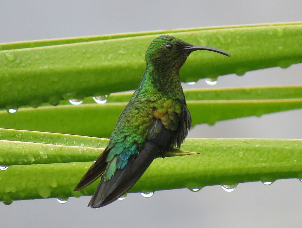 Colibri falle-vert