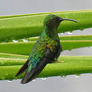 Colibri falle-vert