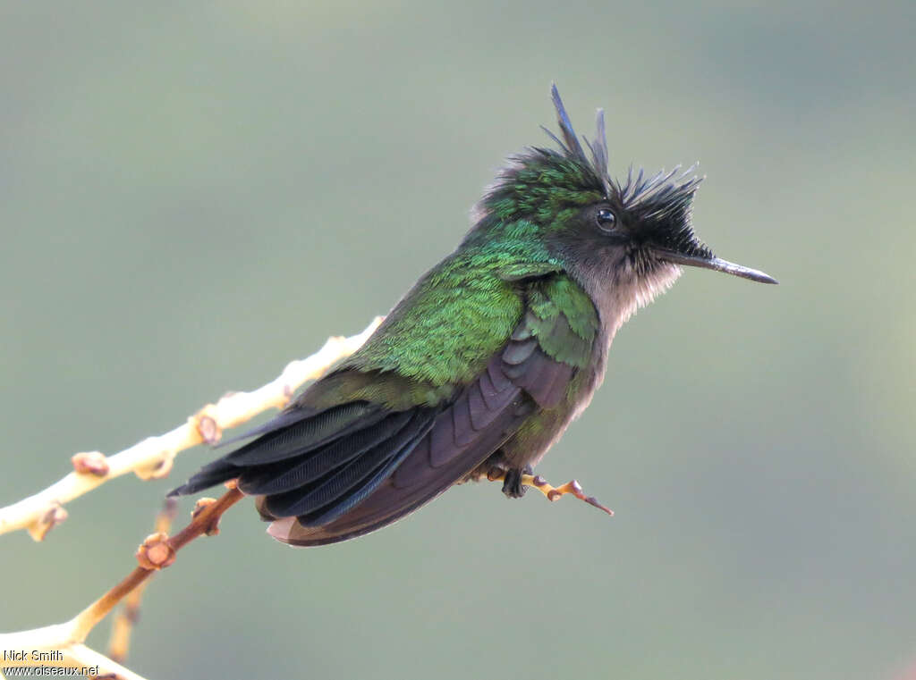Antillean Crested Hummingbirdadult, identification