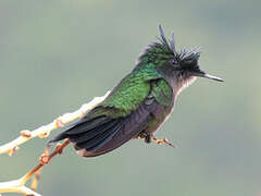 Antillean Crested Hummingbird