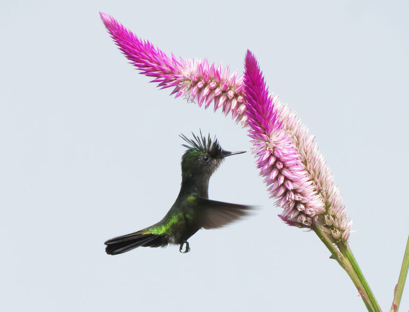 Antillean Crested Hummingbird, feeding habits, eats