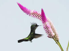 Antillean Crested Hummingbird