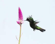 Antillean Crested Hummingbird