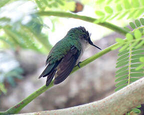 Colibri huppé