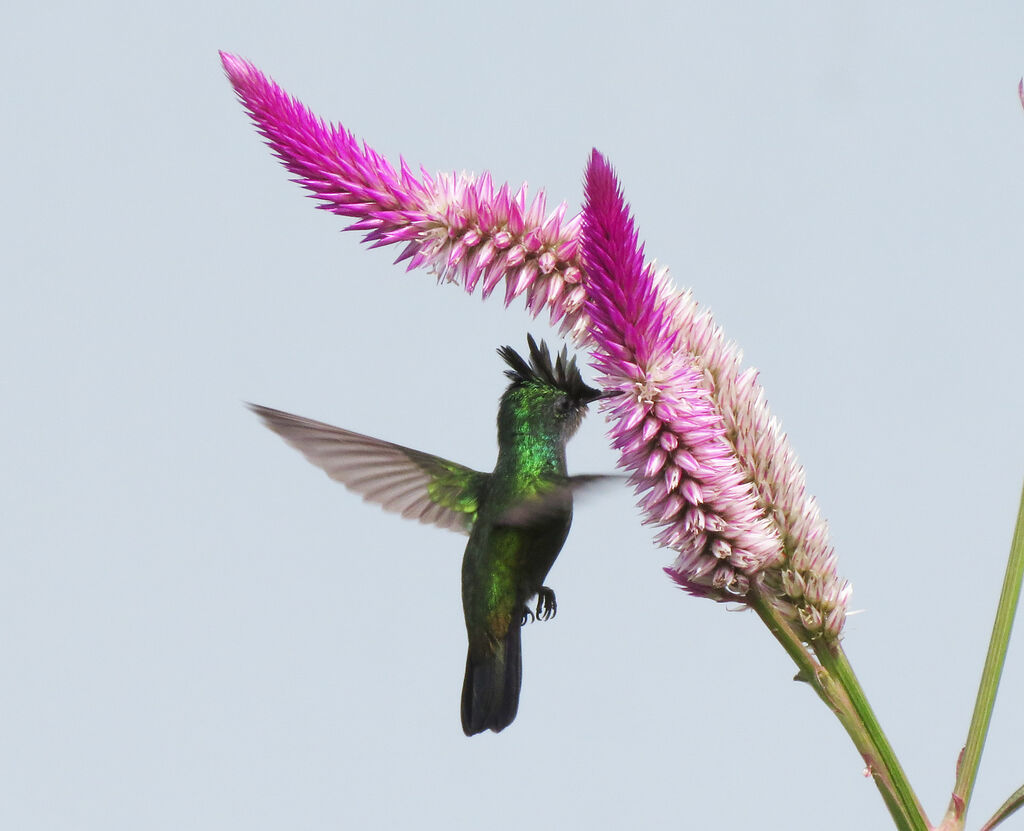 Colibri huppé