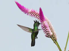 Antillean Crested Hummingbird