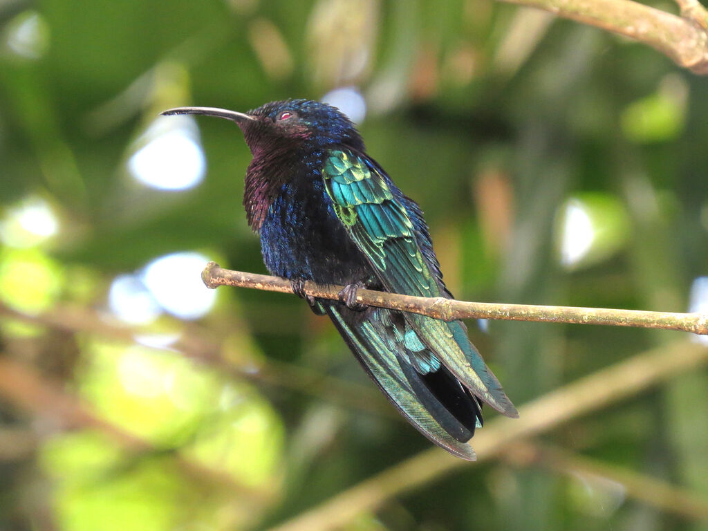 Purple-throated Carib