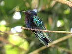 Colibri madère