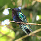Colibri madère