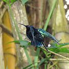 Colibri madère