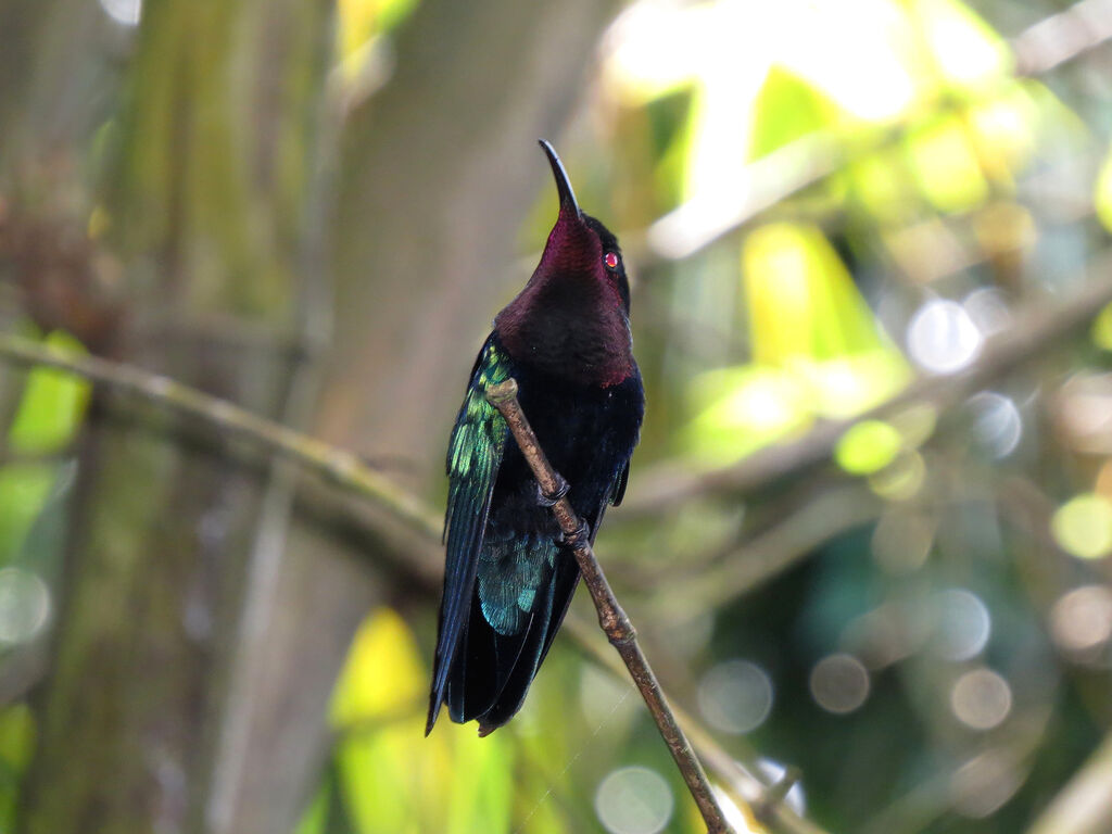 Colibri madère