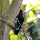 Colibri madère