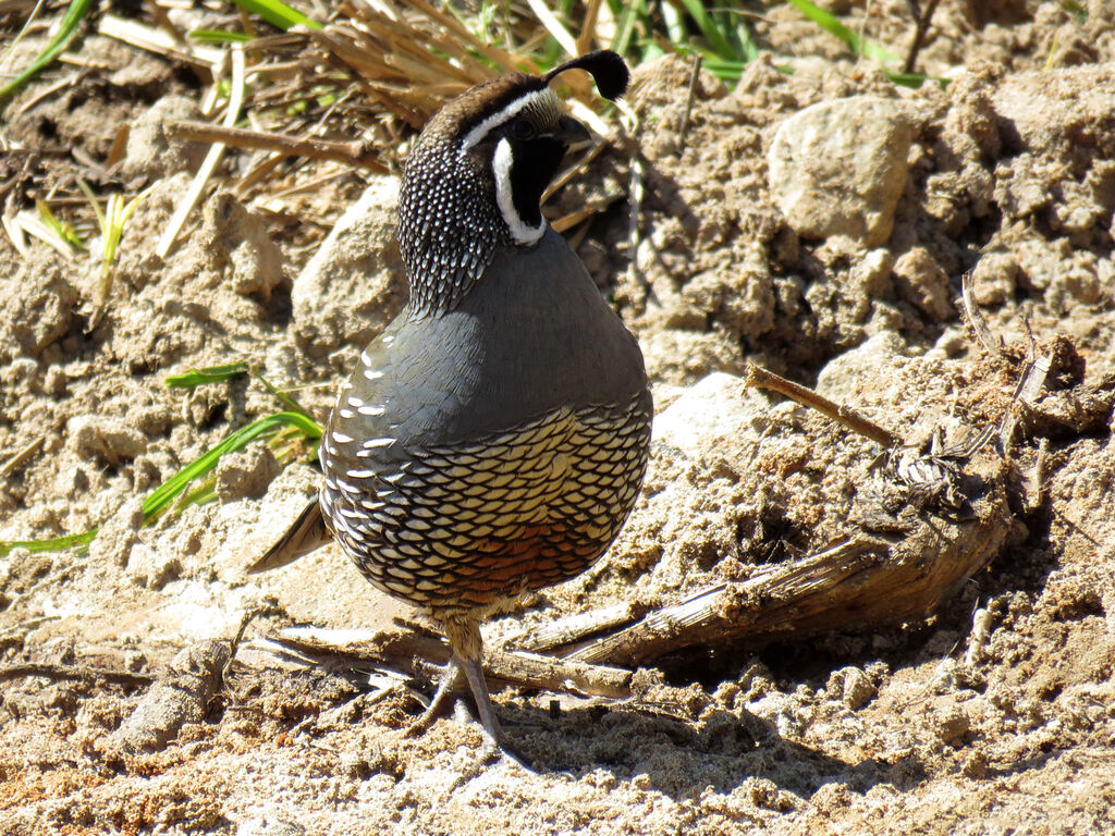 California Quail