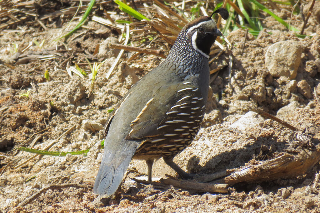 California Quail