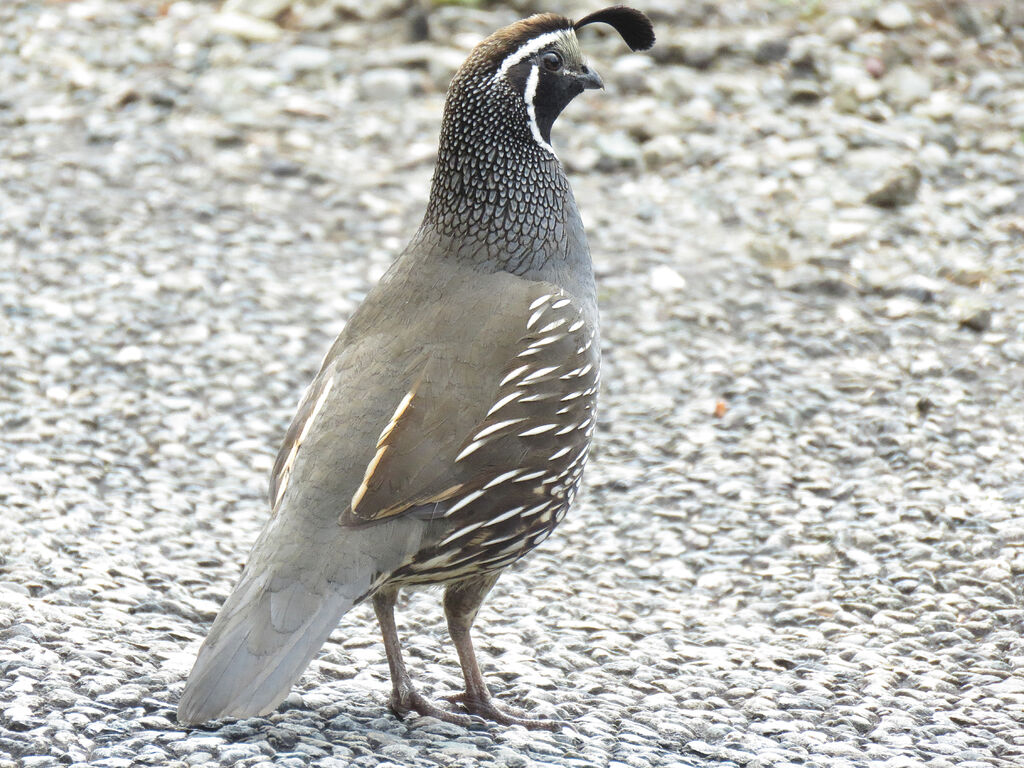 California Quail