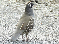 California Quail