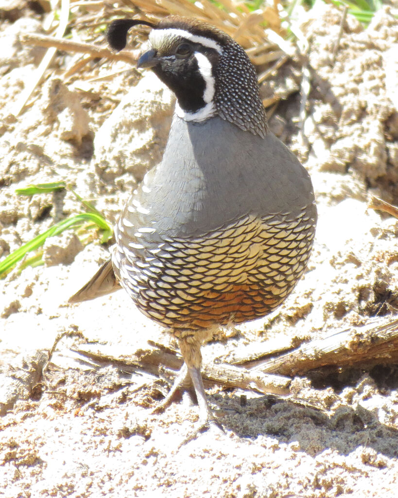 California Quail