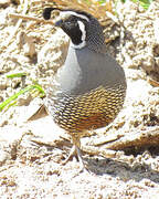 California Quail