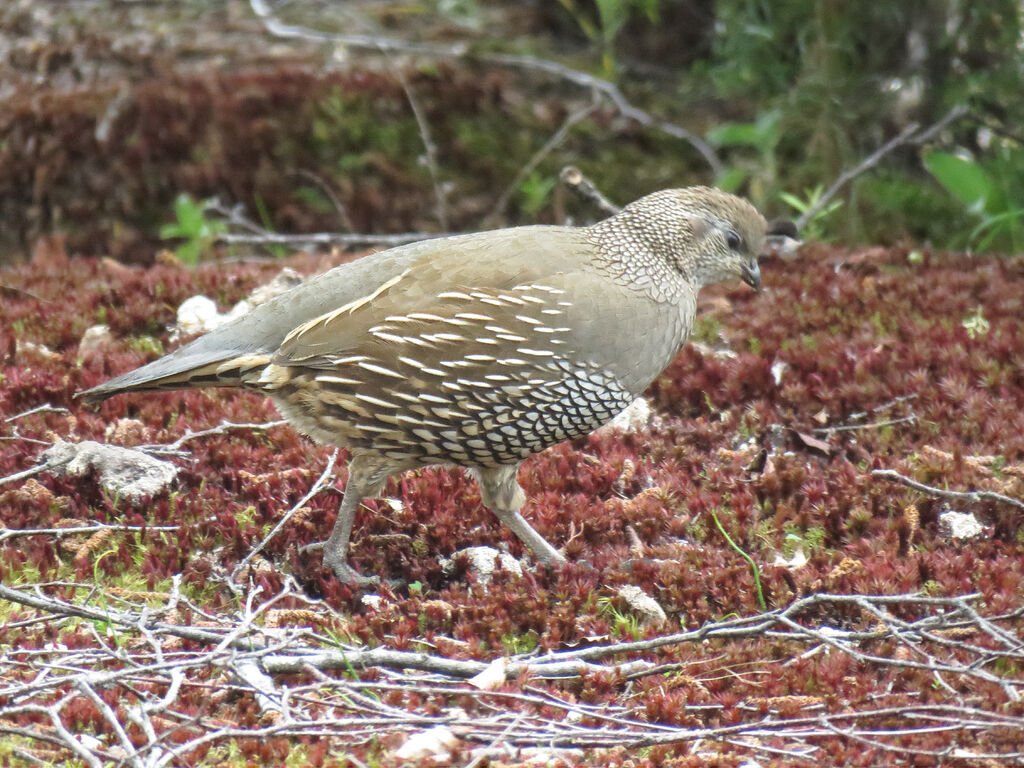 California Quail female