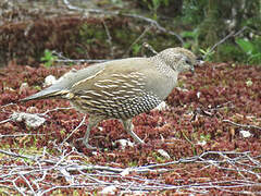 California Quail