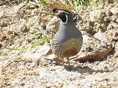 California Quail