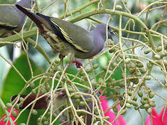 Pink-necked Green Pigeon