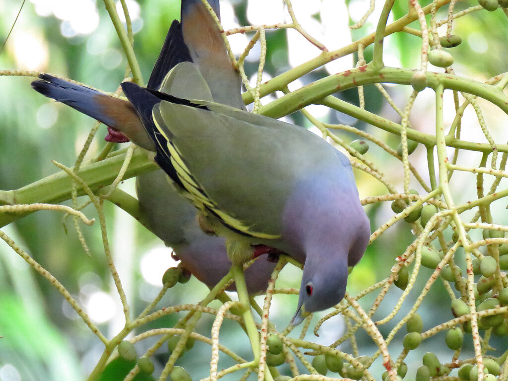 Pink-necked Green Pigeon