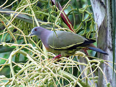 Pink-necked Green Pigeon