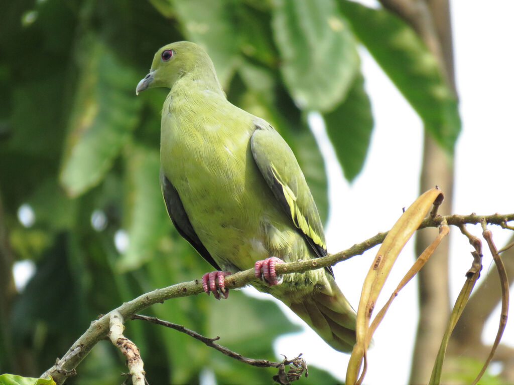 Pink-necked Green Pigeon female