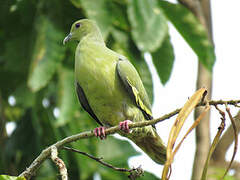 Pink-necked Green Pigeon