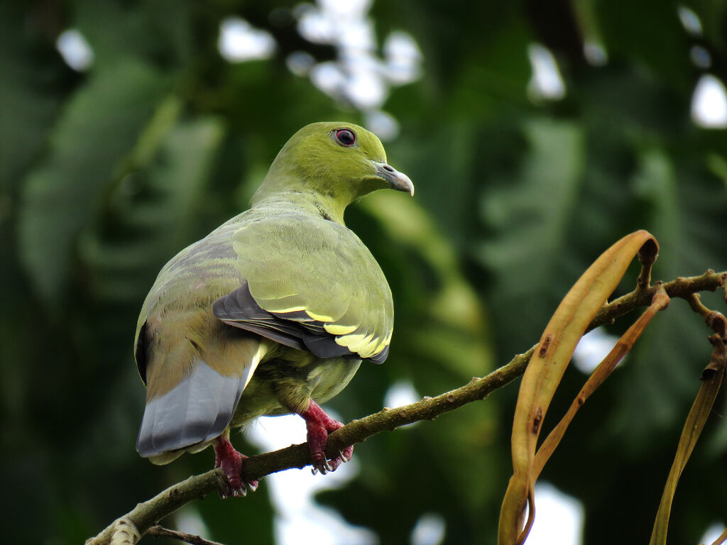 Pink-necked Green Pigeon female