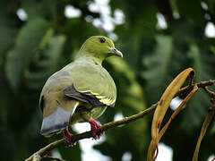 Pink-necked Green Pigeon