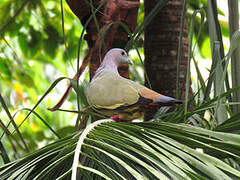 Pink-necked Green Pigeon