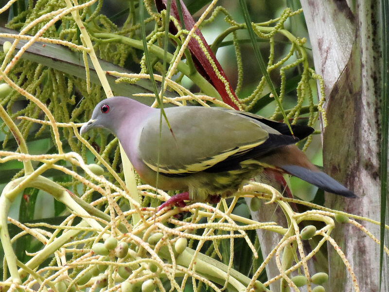Pink-necked Green Pigeon male