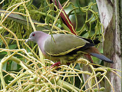 Pink-necked Green Pigeon