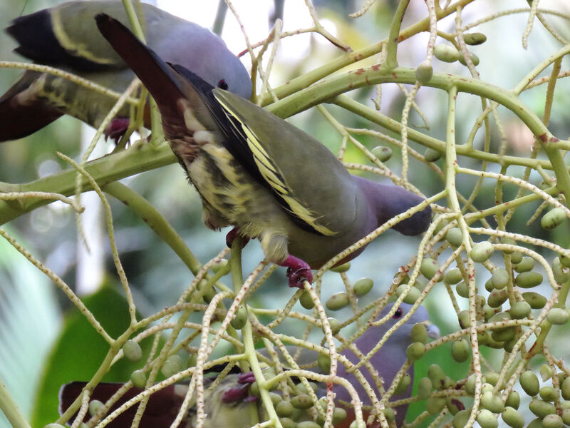 Pink-necked Green Pigeon, feeding habits