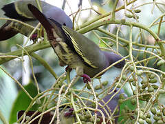 Pink-necked Green Pigeon