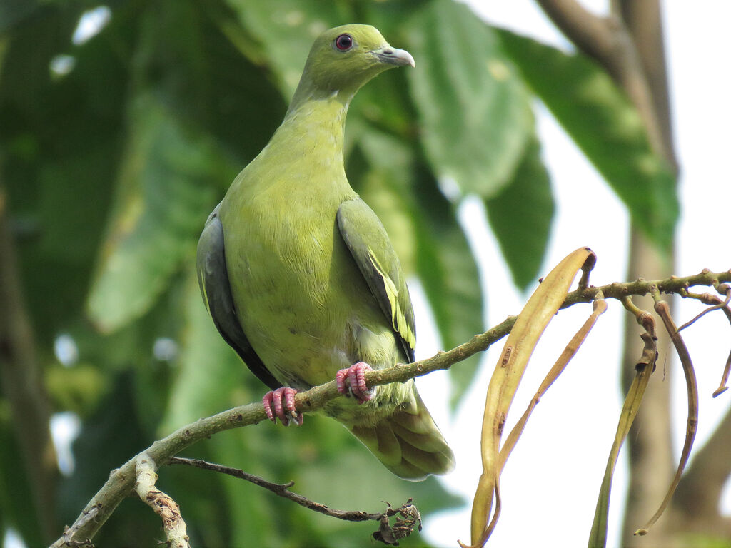 Pink-necked Green Pigeon female