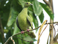 Pink-necked Green Pigeon