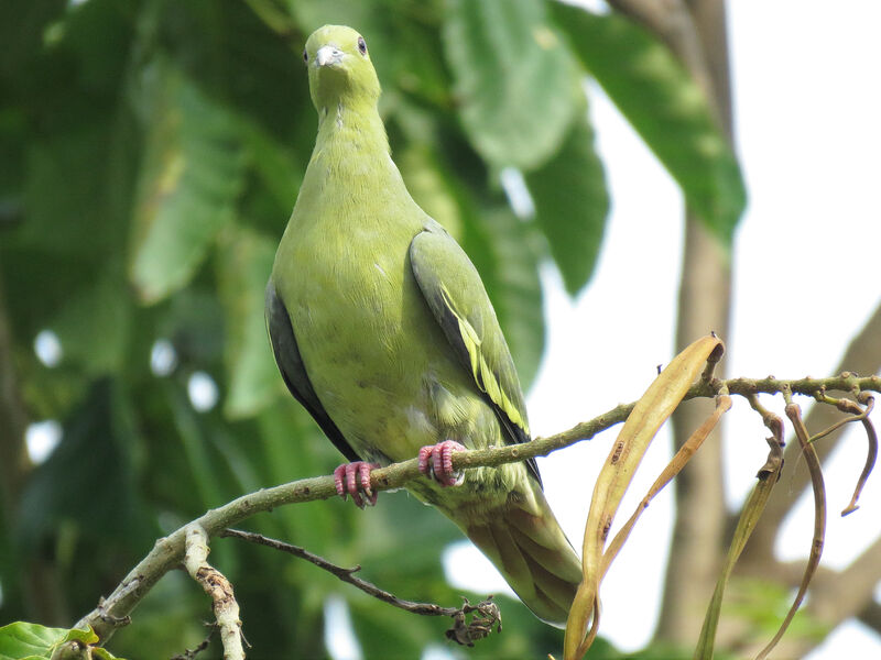 Pink-necked Green Pigeon female
