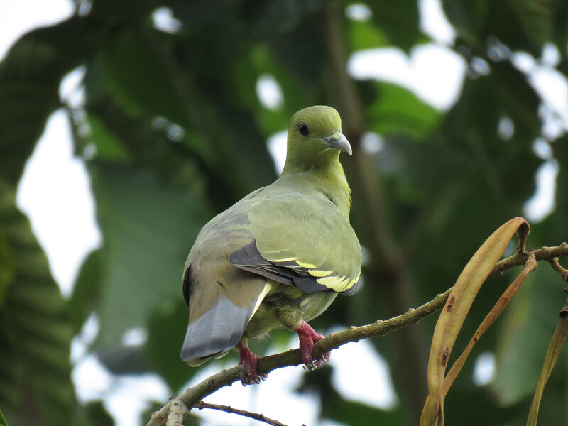 Pink-necked Green Pigeon female