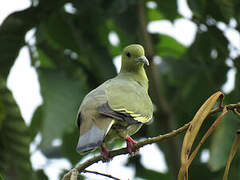 Pink-necked Green Pigeon