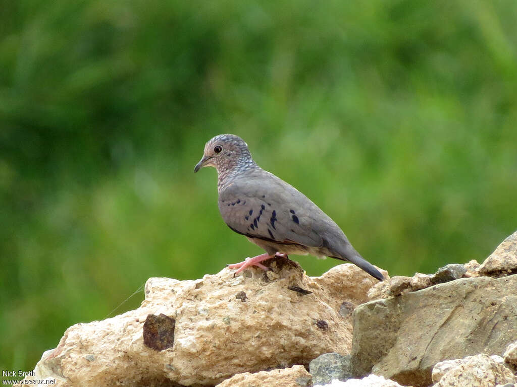 Common Ground Dove male adult, identification