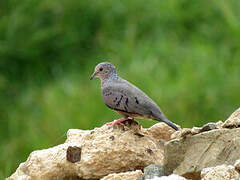 Common Ground Dove